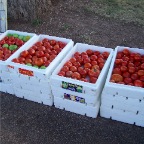 Tomatoes