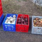 Onions