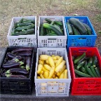 zucchini, Squash, Cucumbers and Egg Plant