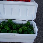 Bell Peppers