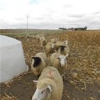 Sheep 1