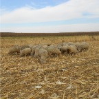 sheep 2