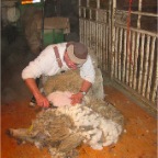 Shearing 1