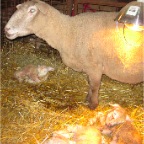  Sheep 3