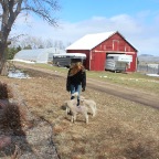 Sheep 4