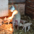Sheep 5